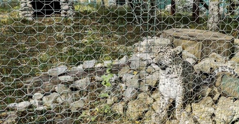 G8 English Club в гостях у Центра восстановления леопарда на Кавказе