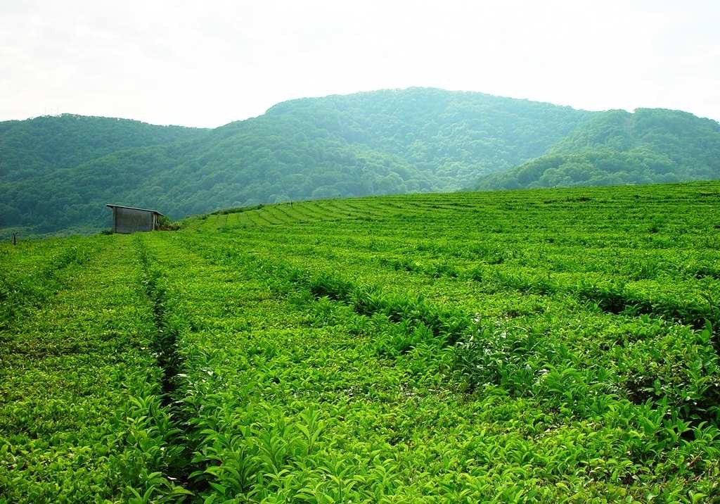 Экскурсия на английском языке по самым северным плантациям чая в мире 