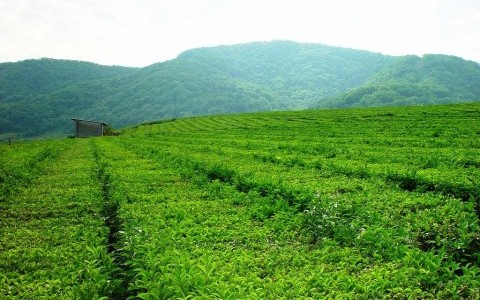 Экскурсия на английском языке по самым северным плантациям чая в мире 