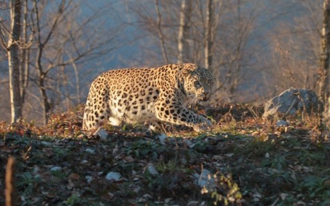 Просмотр фильма «Кавказский леопард – возвращение легенды»